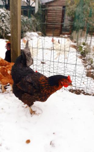 deux poulets marchant dans la neige dans l'établissement Le Petit Hameau, à Boffles