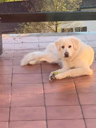a white dog laying on a brick floor with a ball in its mouth at La Casa di Bacco B&B in Lerma