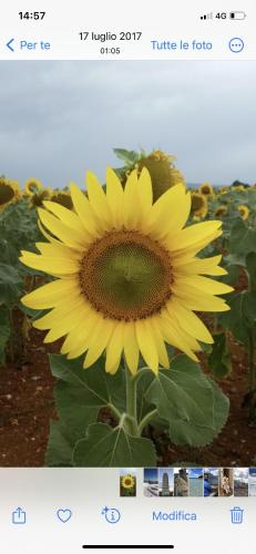a picture of a yellow sunflower in a field at La Casa di Bacco B&B in Lerma