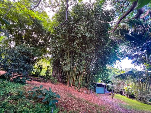 a large bamboo tree in the middle of a yard at Gingerhill Farm Retreat in Kealakekua