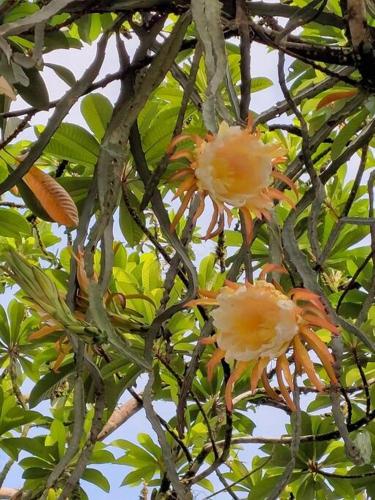 two flowers on the branches of a tree at Chagres River Lodge in Santa Rosa