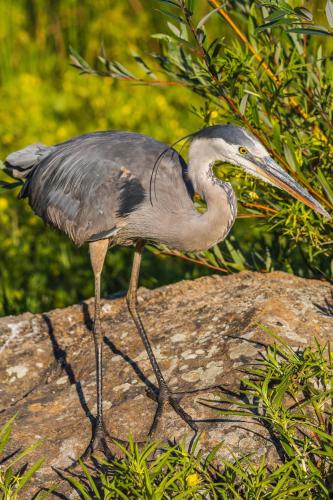 a bird with a long neck standing on a rock at Morro Bay Beach Inn in Morro Bay