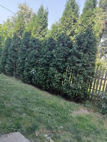 a row of bushes next to a wooden fence at Casa Marieta in Breaza de Sus