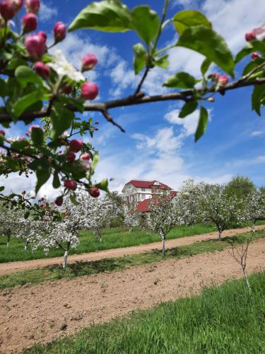 a field of apple trees with a house in the background at Вілла Сади Єви in Lyubintsy