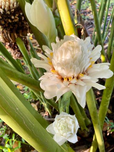 a close up of a white flower on a plant at Beautiful 2BD Farmhouse for 4-10 pax in Ormoc