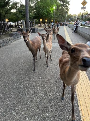 アパートメントの敷地内または近くにいる動物