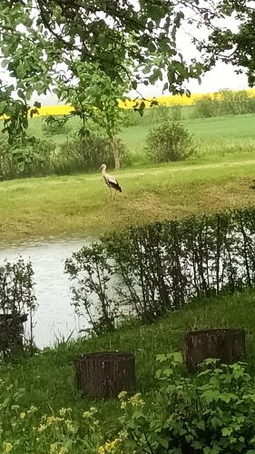 a bird standing in the grass next to a body of water at Nilseni in Jelgava