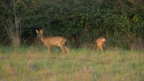 a deer and a baby deer standing in a field at La Petite Lande in Ménil