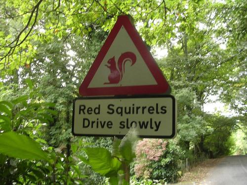 a red squirrels drive slowly sign on a road at Blelham Tarn Rustic cabin in tranquil woodland in Ambleside