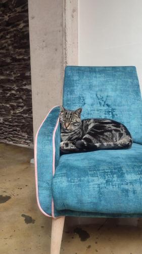 a cat is laying on a blue chair at Ancien Cinema Loft in Vianden