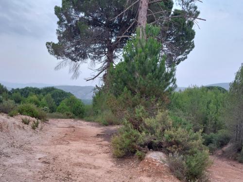 a dirt road with a pine tree on it at B&B Casa Josa in Ontinyent