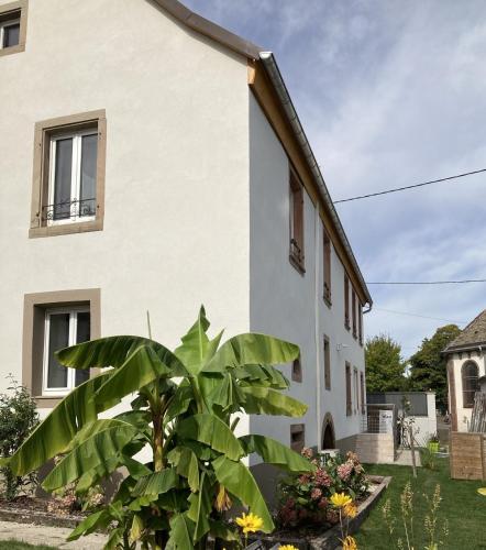 a house with a large plant in front of it at Gîte Le 1602 in Saint-Nabor