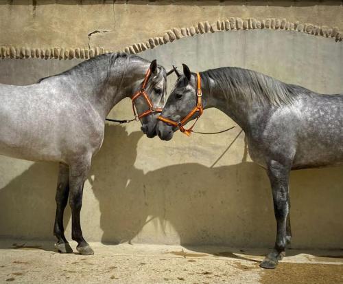 Logement insolite au coeur d'une écurie