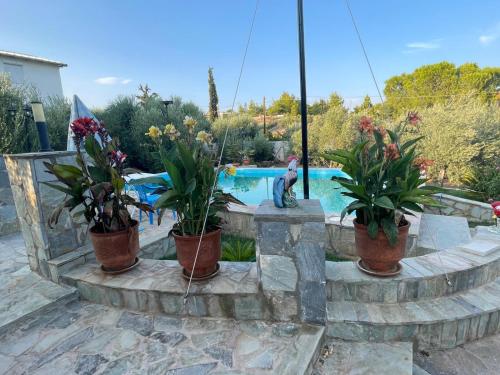 a group of potted plants sitting next to a pool at Petrothalassa in Kranidi