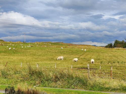 a herd of sheep grazing in a field at Achalochan House in Ose