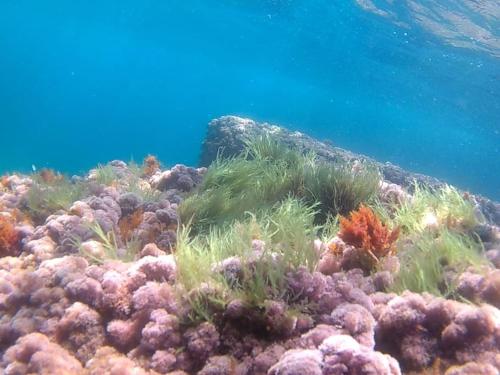 a coral reef in the ocean with water in the background at Bilocale panoramico “Lo sguardo” in Massa Lubrense