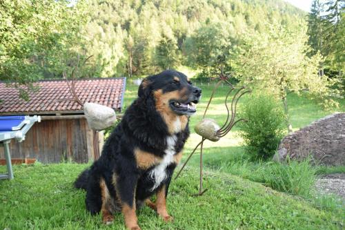a dog sitting in the grass with balls in its mouth at Flaschtal-Hof in Nova Ponente