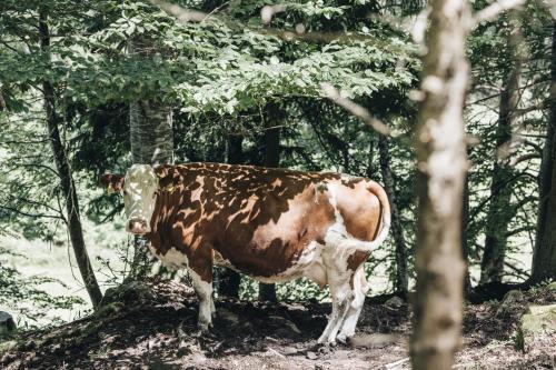 a brown and white cow standing in the woods at Flaschtal-Hof in Nova Ponente
