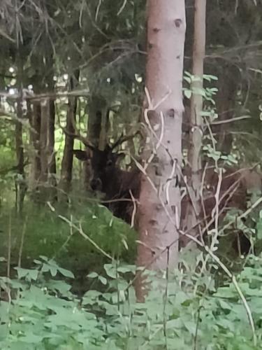 a black bear standing next to a tree at Pod Modrzewiami in Milówka