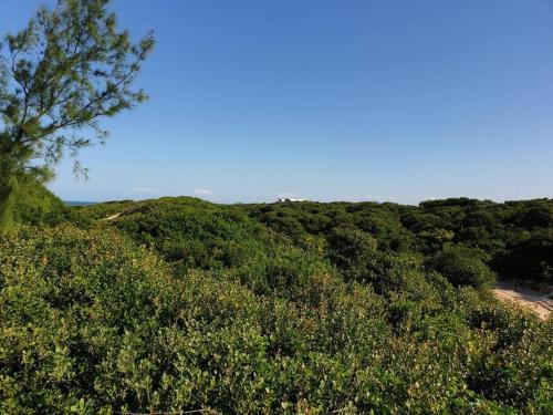 a view of a hill with trees and a beach at Casabella-macaneta in Praia de Macaneta