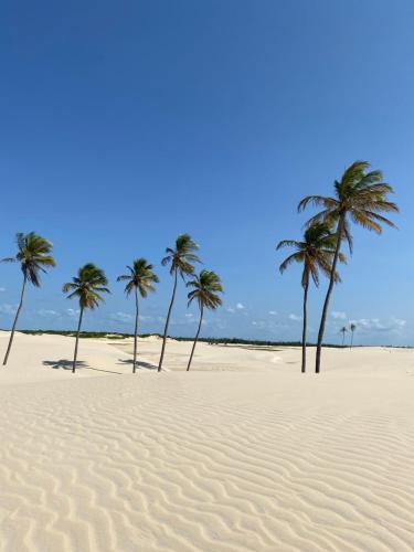 a group of palm trees on a sandy beach at Kitesurf Life Arpoador da Tutoia in Tutóia