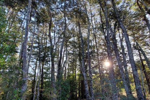 a forest of tall trees with the sun shining through at Cabaña Carpintero negro in Dalcahue
