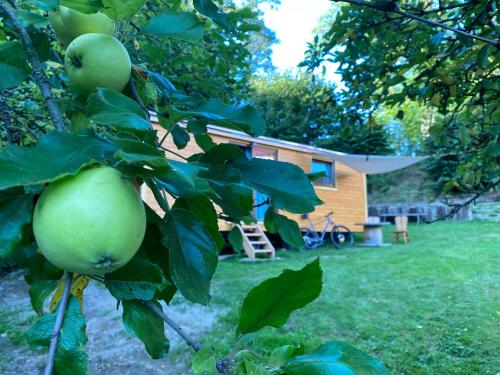 ein Apfelbaum mit einem Haus im Hintergrund in der Unterkunft Vinná maringotka in Slavonice