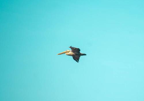 a bird flying in the sky at Kasakai Beachouse in Juan Gallego