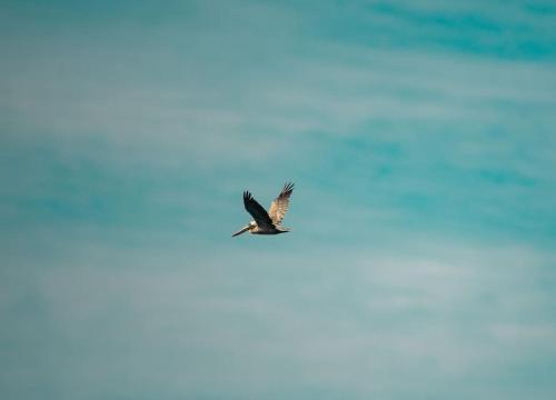 a bird flying in the blue sky at Kasakai Beachouse in Juan Gallego