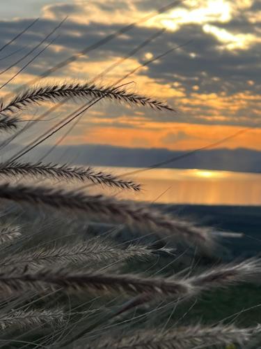 a field of wheat with the sunset in the background at green island in Ma'ale Gamla