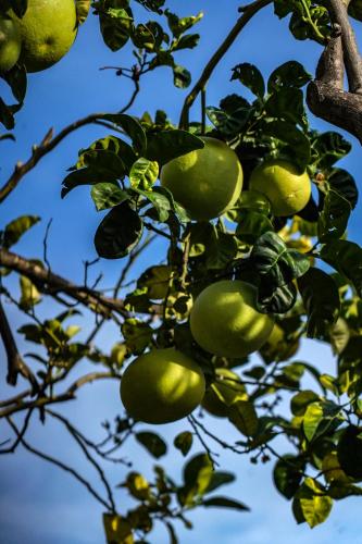 a lemon tree with green fruits on it at Hotel Bellavista in San Bartolomeo al Mare