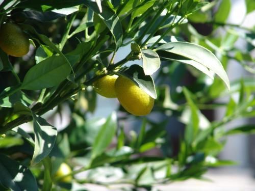a bunch of oranges hanging from a tree at Casa Perini in Tenero