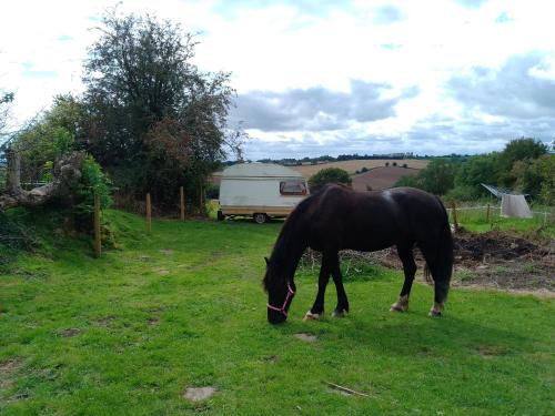 a black horse grazing in a field with a trailer at Retro caravan in Rock