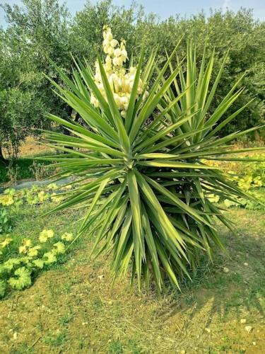 a large green plant with flowers in a field at Villa in campagna vicina al mare Bonerelax in Menfi