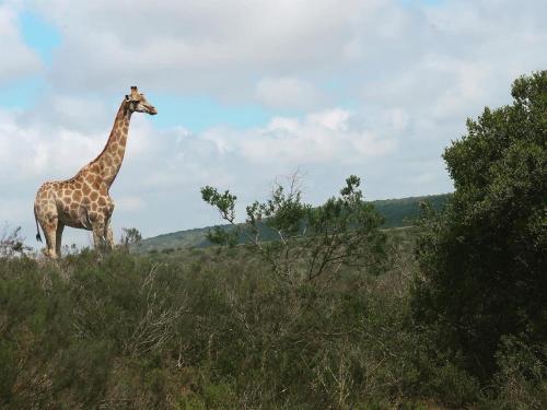 a giraffe standing on top of a field at Umbono Private Game Lodge in Alexandria