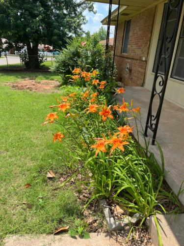 a bush of orange flowers in front of a house at The Sunshine House in Midwest City