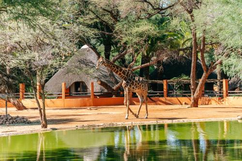 een giraf die naast een lichaam water loopt bij Omaruru Game Lodge in Omaruru