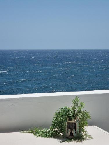 eine Pflanze, die an einer Wand in der Nähe des Ozeans steht in der Unterkunft LA CASA DEL MAR in Pozo Izquierdo