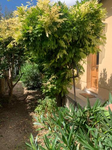 a large green tree in front of a house at Entre les Alpilles et le Luberon 3 chambres 10 pers in Cavaillon