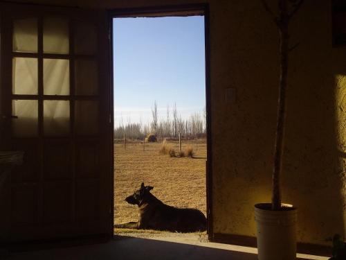 Et eller flere kæledyr der bor med gæster på Buda de Uco Lodge