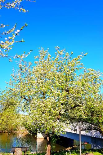 a tree with white flowers on it next to a river at Hotel und Gasthof Ritter St. Georg in Erlangen