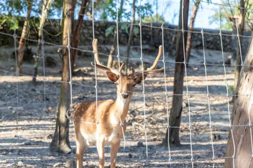 a deer with antlers standing next to a fence at Quinta das Murgas in Bucelas