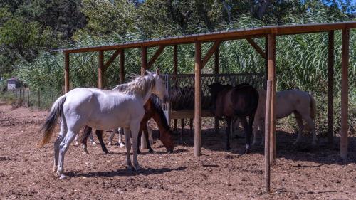 a group of horses standing under a fence at Quinta das Murgas in Bucelas