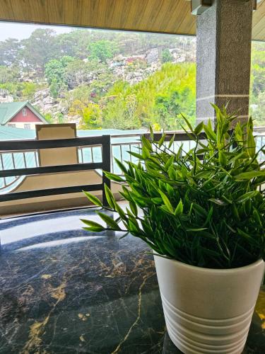 a plant in a white pot sitting on a table at Mirador Modern House - Walking distance to Lourdes Grotto in Baguio