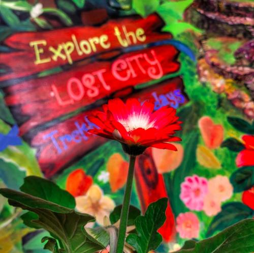 a red flower with the words explore the lost city at Fatima Hostel Santa Marta in Santa Marta