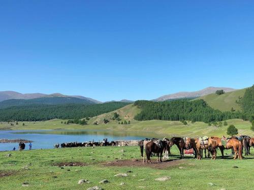 a group of horses standing in a field next to a lake at Gaya's Guest House in Harhorin