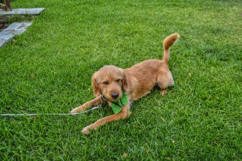 a brown dog on a leash laying in the grass at Iro Suites in Andros