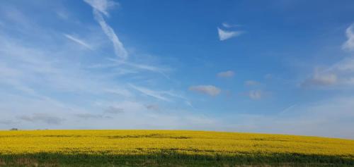 a yellow field with a blue sky in the background at Church House Hut in Melton Mowbray