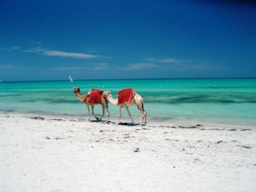 two camels walking on the beach near the ocean at Tamalou Djerba in Midoun
