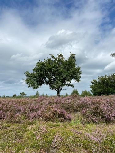 a tree in the middle of a field with purple flowers at de graslelie in Schoten